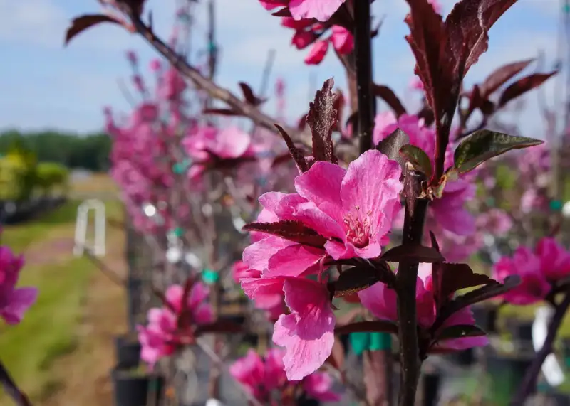Showtime Crabapple Tree