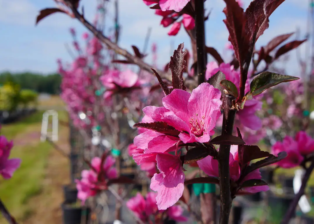 Showtime Crabapple Tree