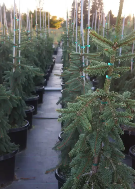 Weeping Norway Spruce Tree