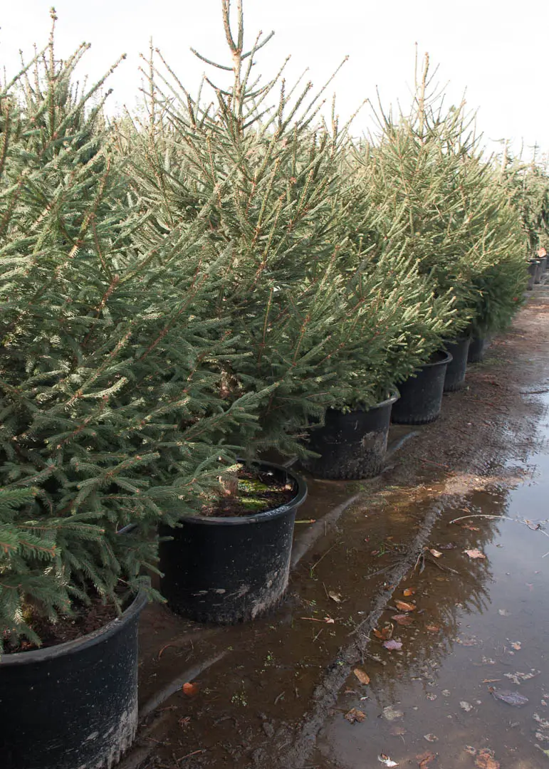 Norway Spruce Tree