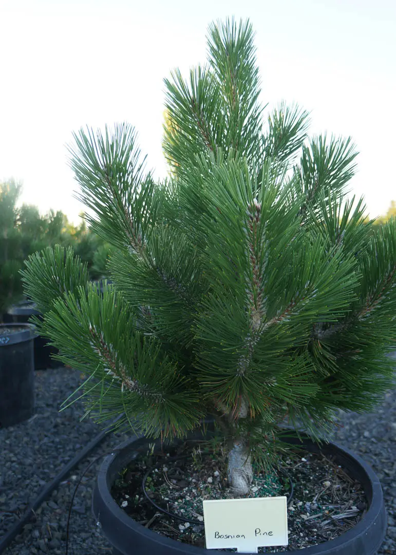 Bosnian Pine Tree
