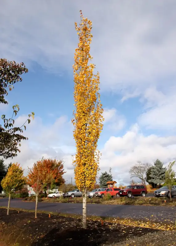 Mountain Sentinel Aspen Tree