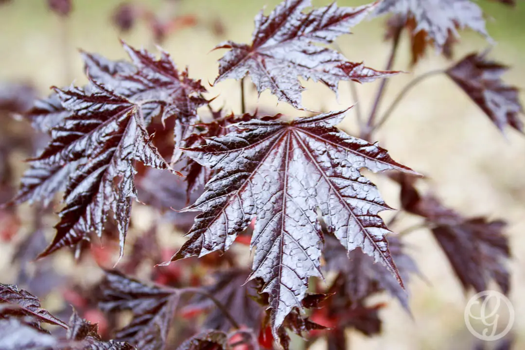 Crimson Sentry Norway Maple Tree