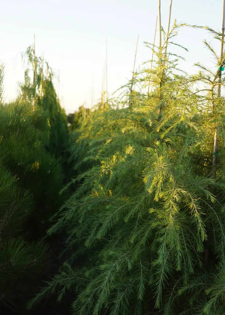Deodar Cedar Tree