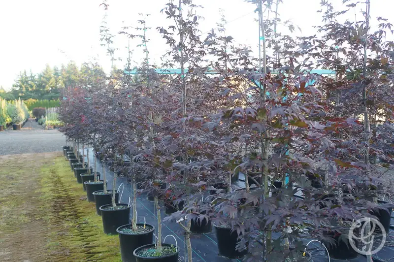 Bloodgood Japanese Maple Tree
