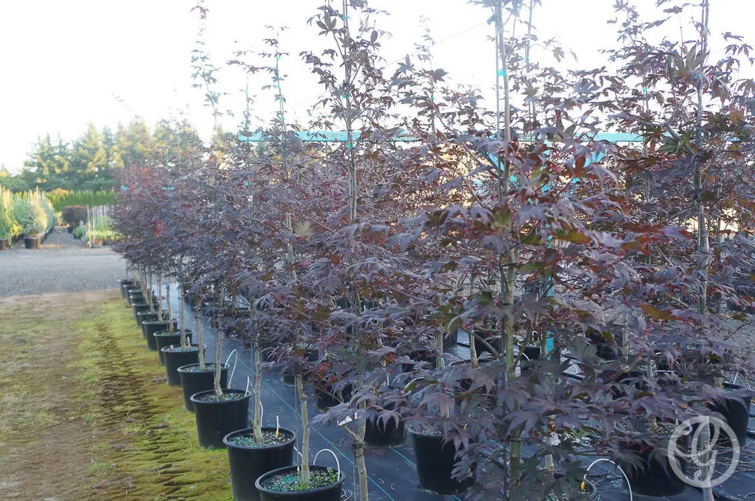 Bloodgood Japanese Maple Tree