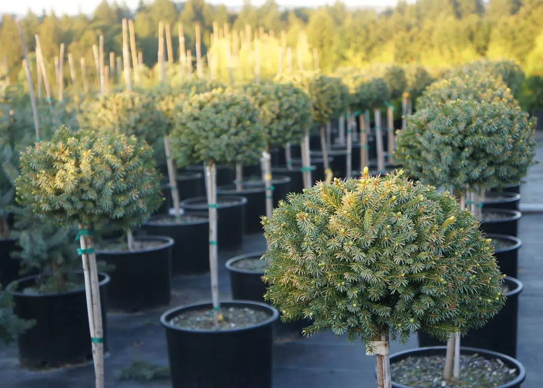 Dwarf Serbian Spruce