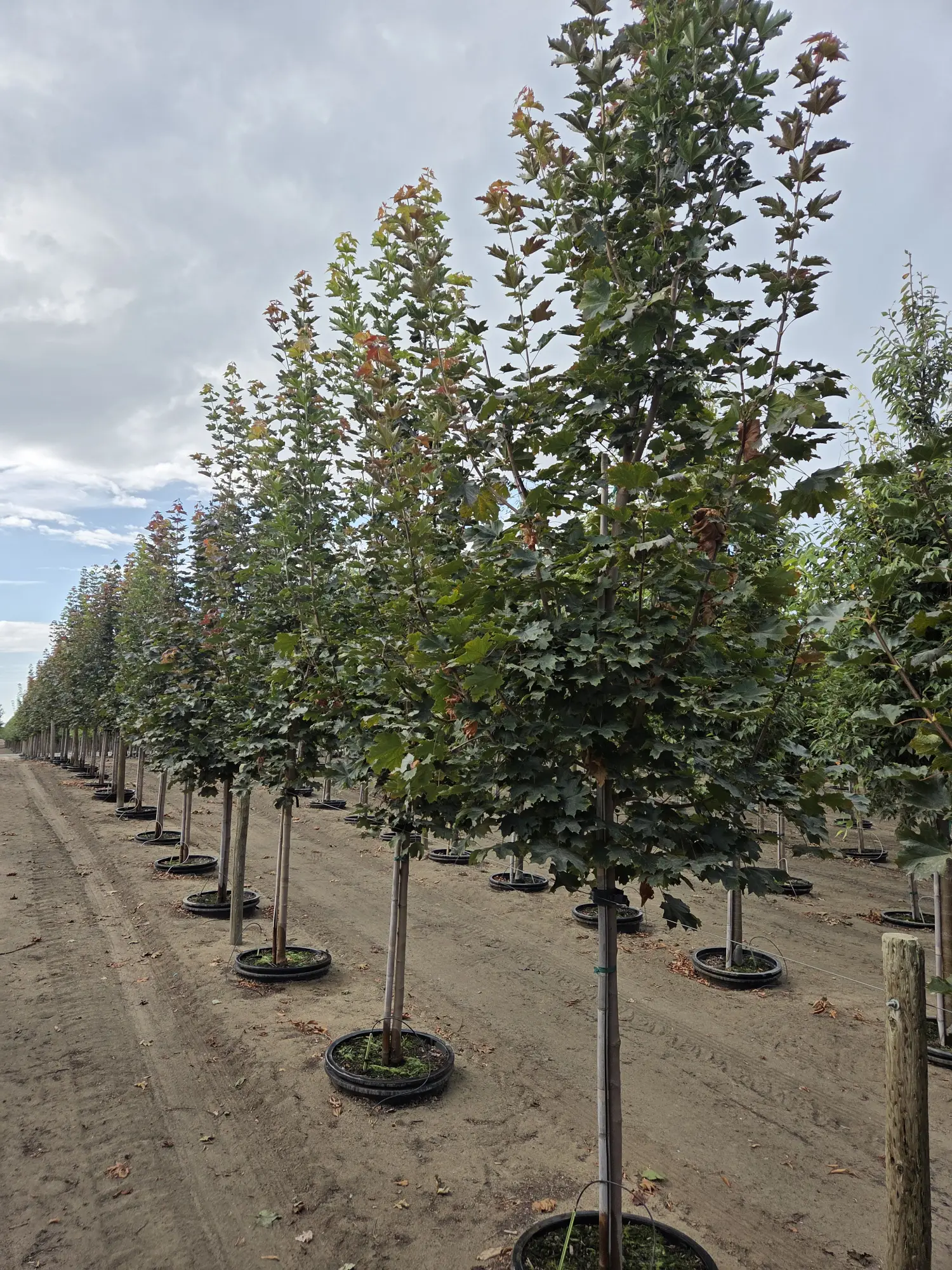 Deborah Norway Maple — 2"