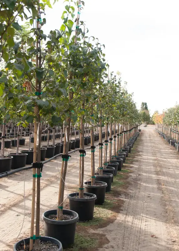 Ivory Silk Japanese Lilac Tree