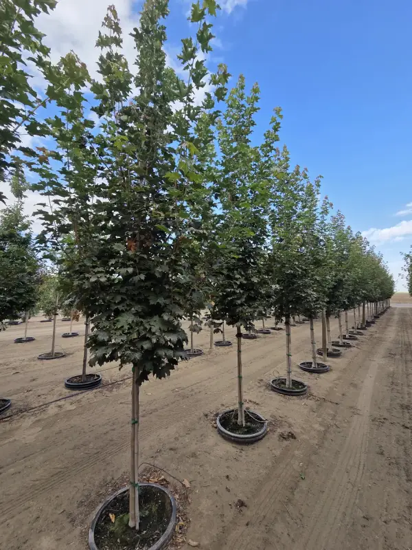 Emerald Lustre® Norway Maple