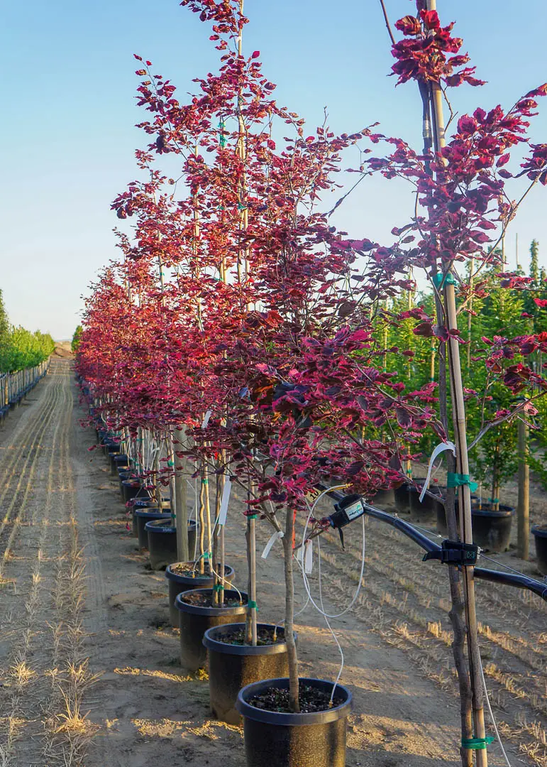 Tricolor Beech Tree