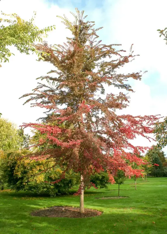Frontier Elm