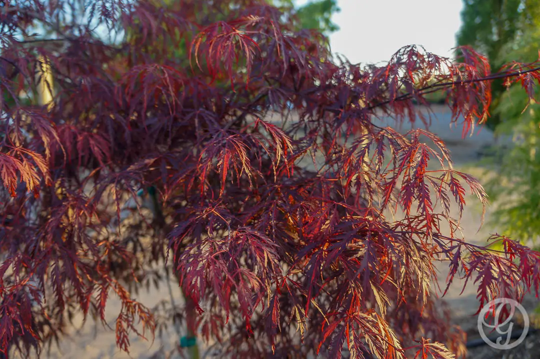 Tamukeyama Japanese Maple Tree