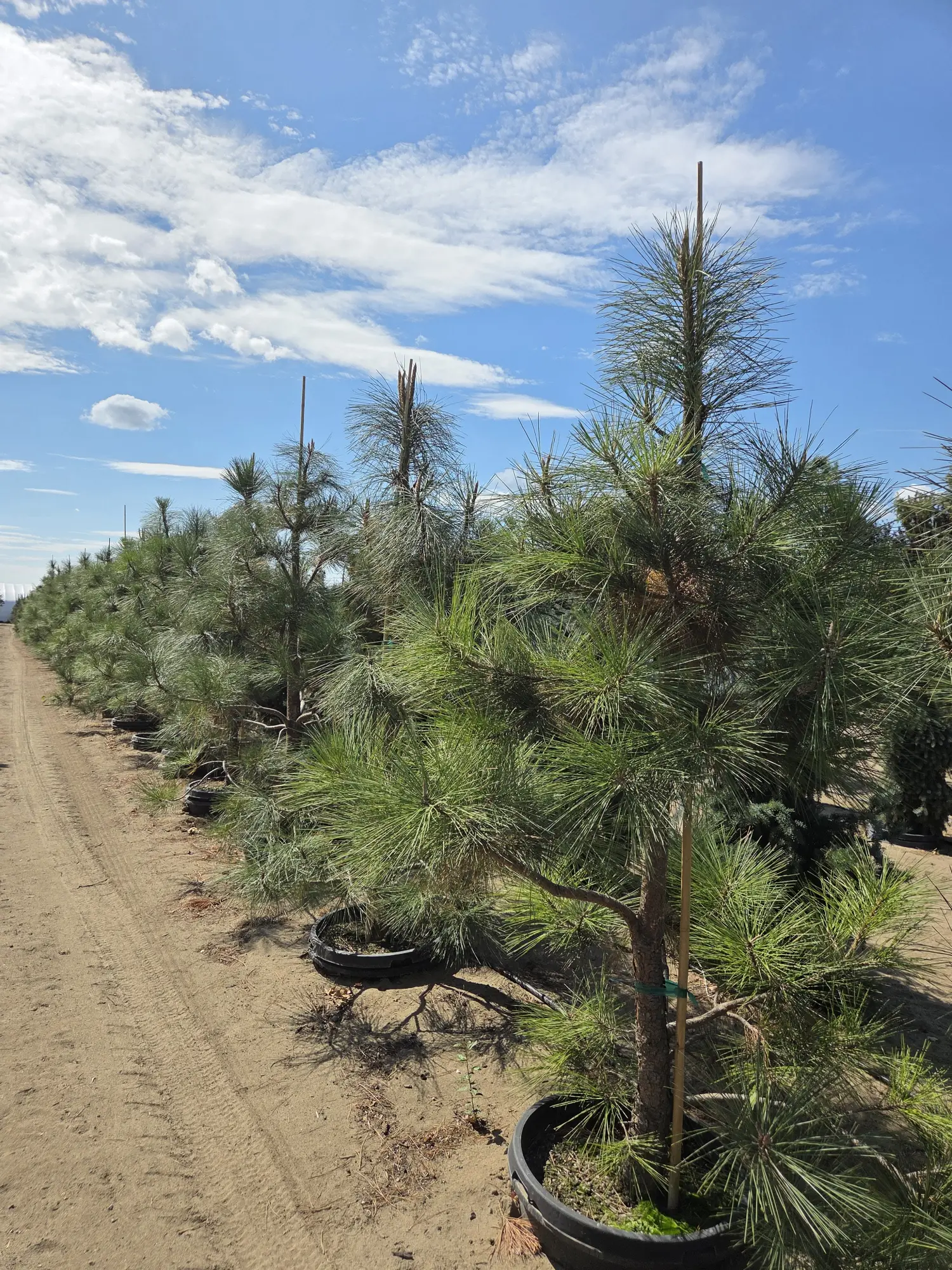 Ponderosa Pine Tree — 6'-7'
