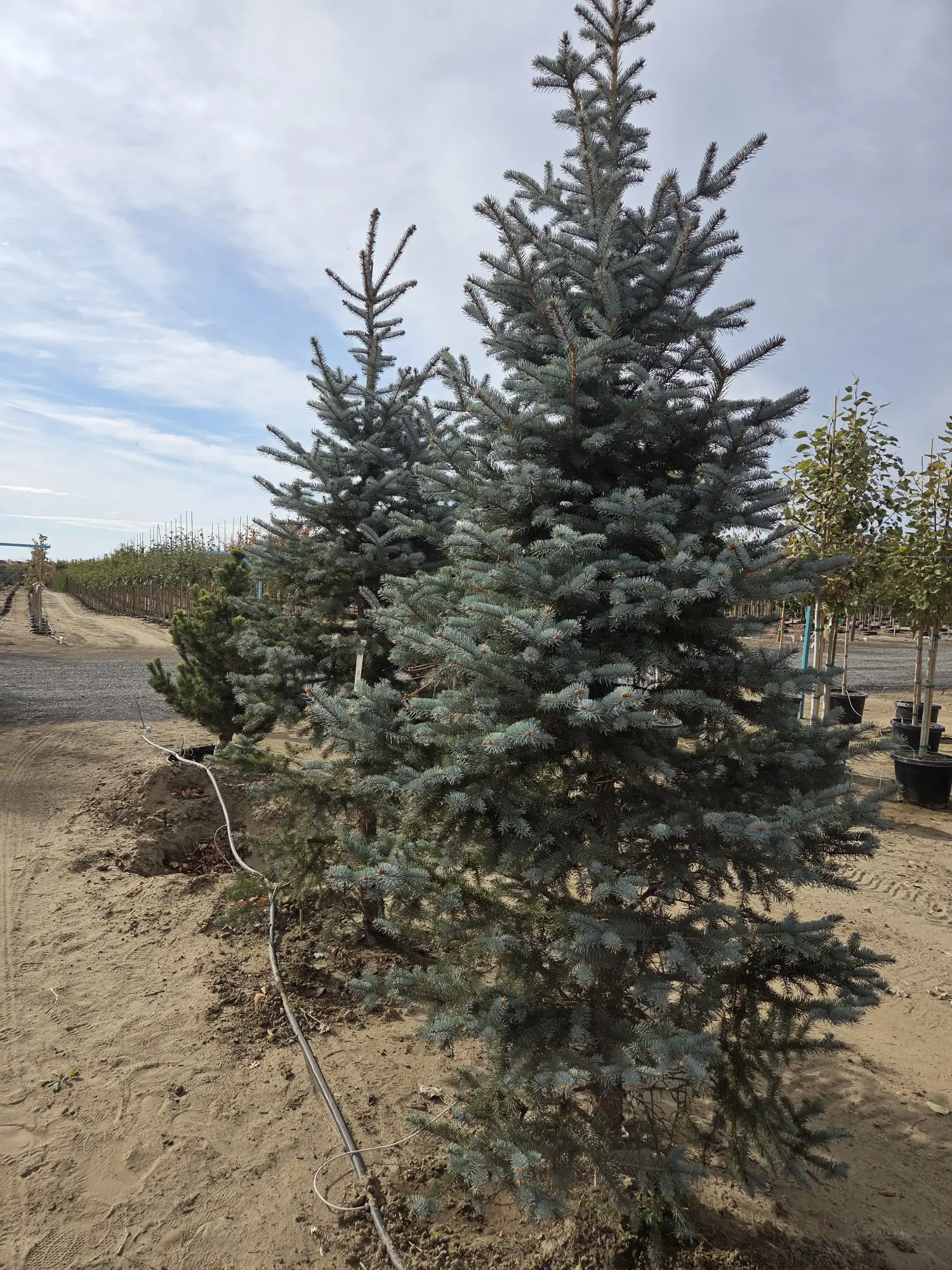 Bacheri Blue Spruce