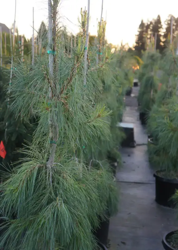 Weeping White Pine Tree