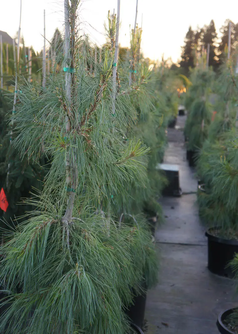 Weeping White Pine Tree