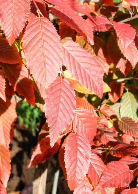 American Hornbeam Tree