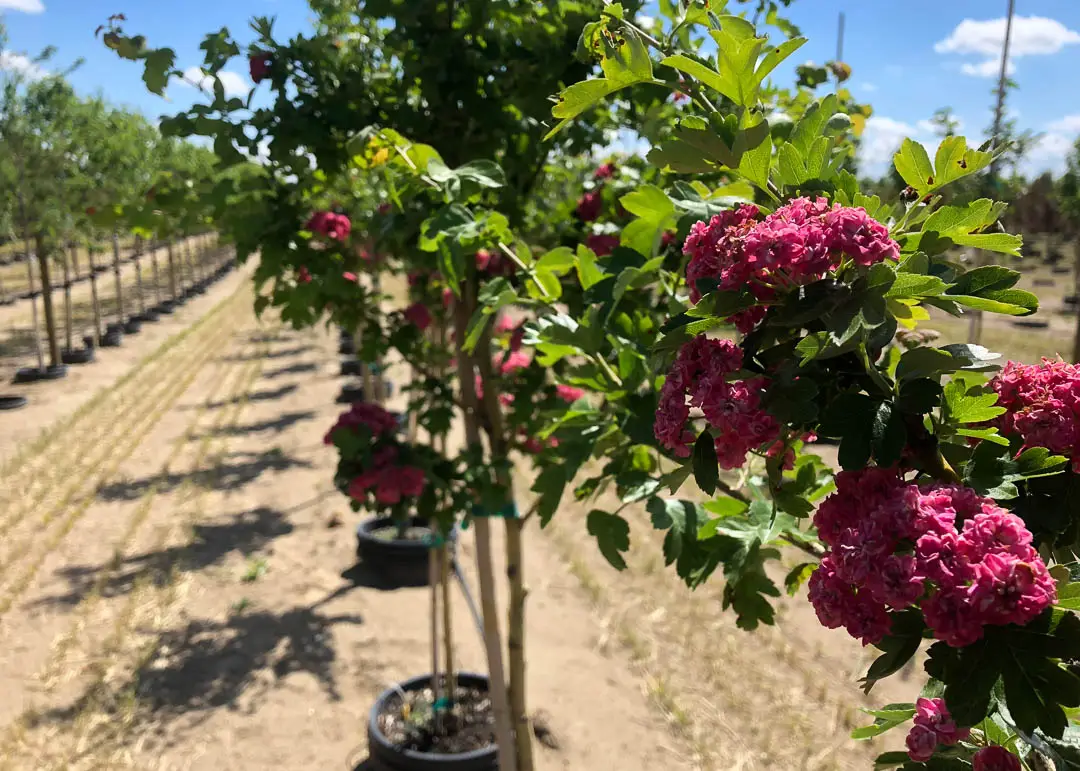 Paul's Scarlet Hawthorn Tree