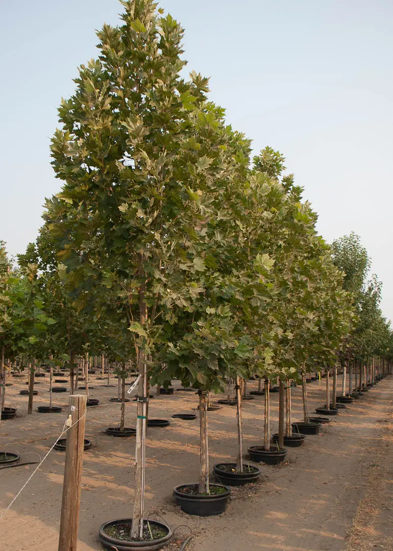 Exclamation Planetree