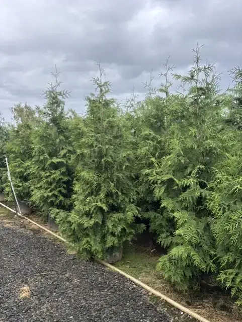 Green Giant Arborvitae Tree