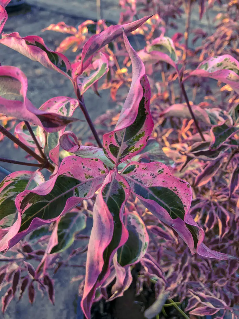 Wolf Eyes Japanese Dogwood Tree