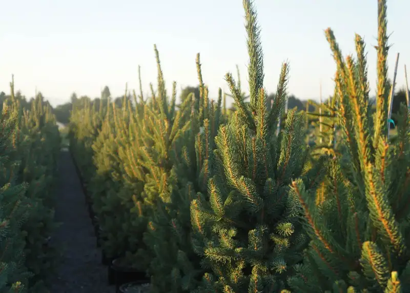 Columnar Norway Spruce Tree
