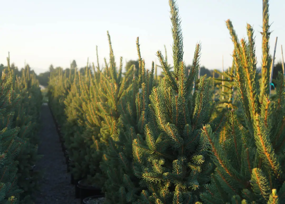 Columnar Norway Spruce Tree