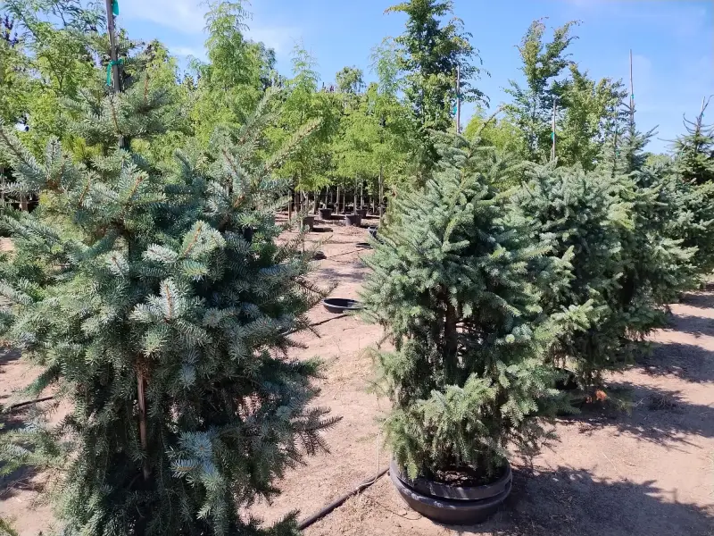Weeping Serbian Spruce