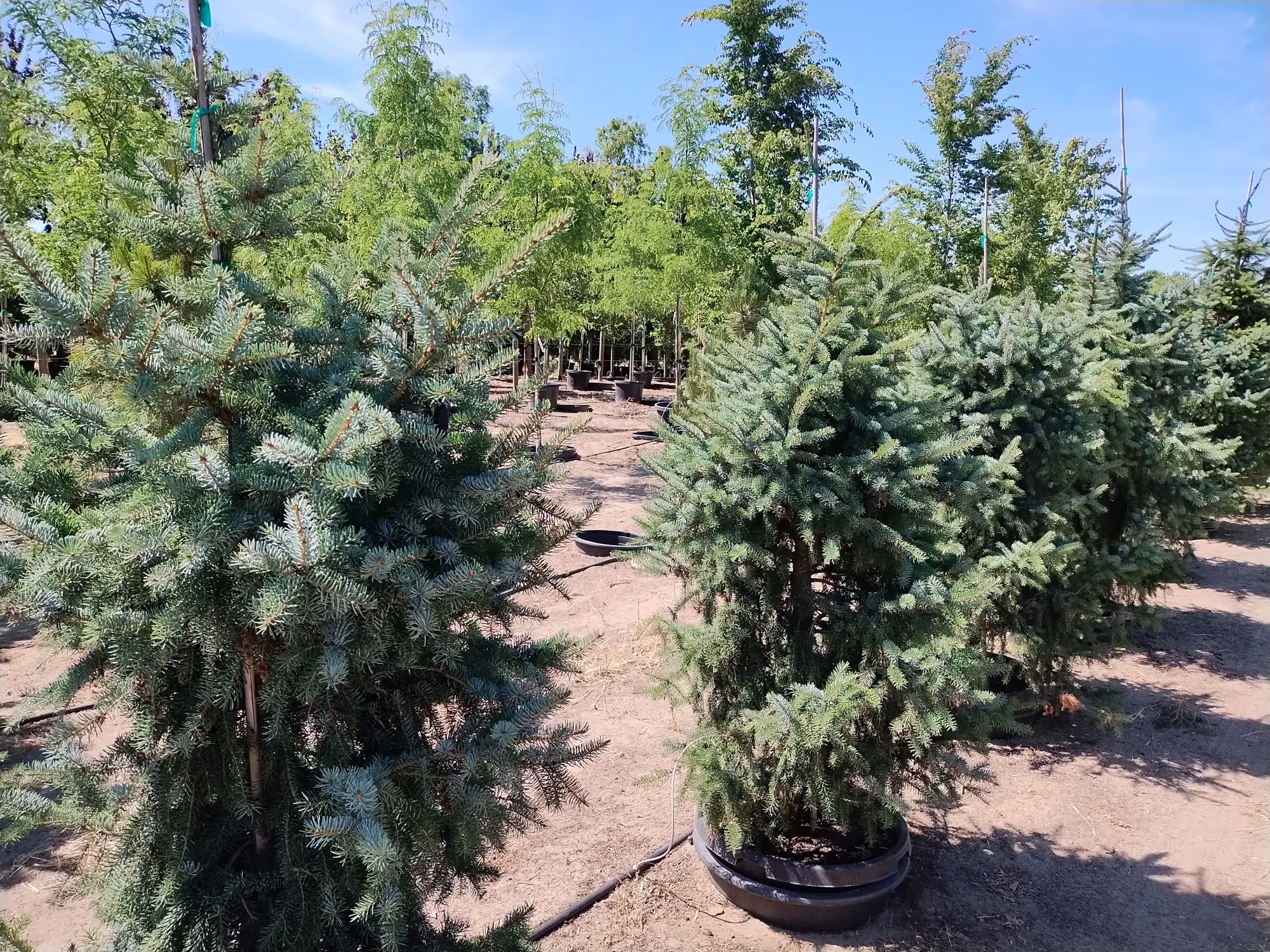 Weeping Serbian Spruce