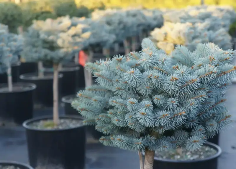 Globosa Spruce