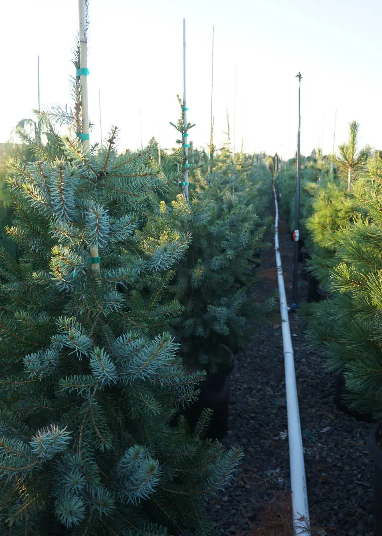 Bruns Serbian Spruce Tree
