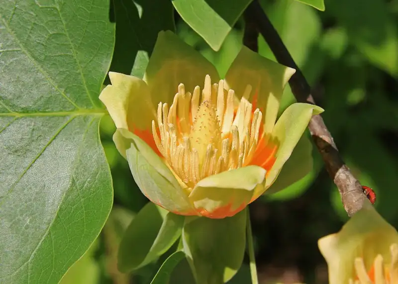 Emerald City Tulip Tree