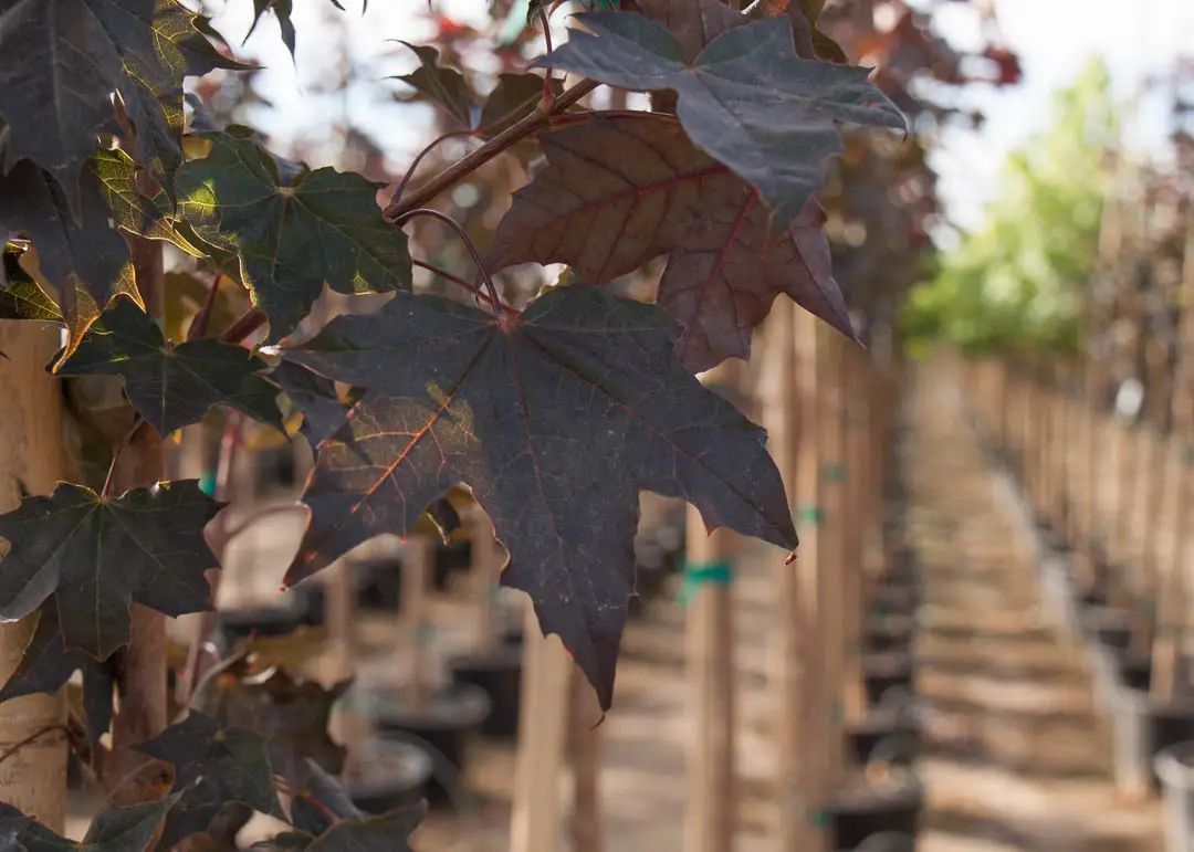 Crimson Sunset® Maple