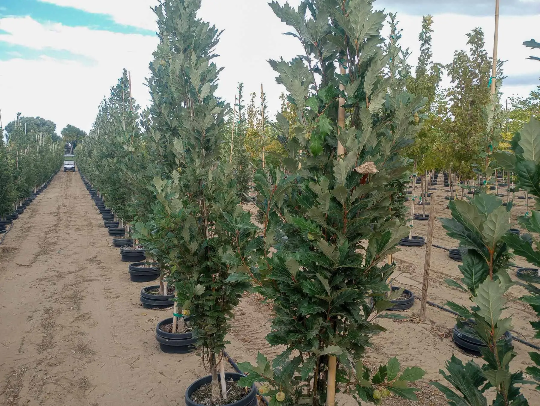 Kindred Spirit Oak Tree