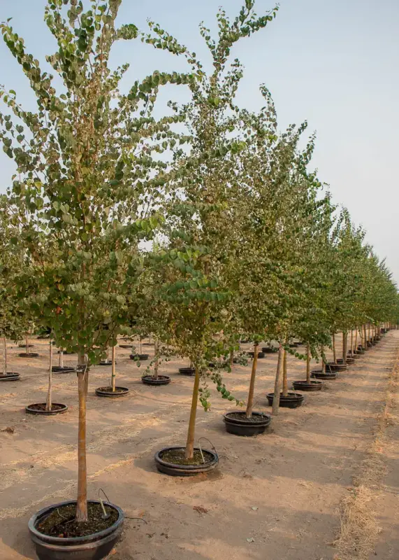 Katsura Tree