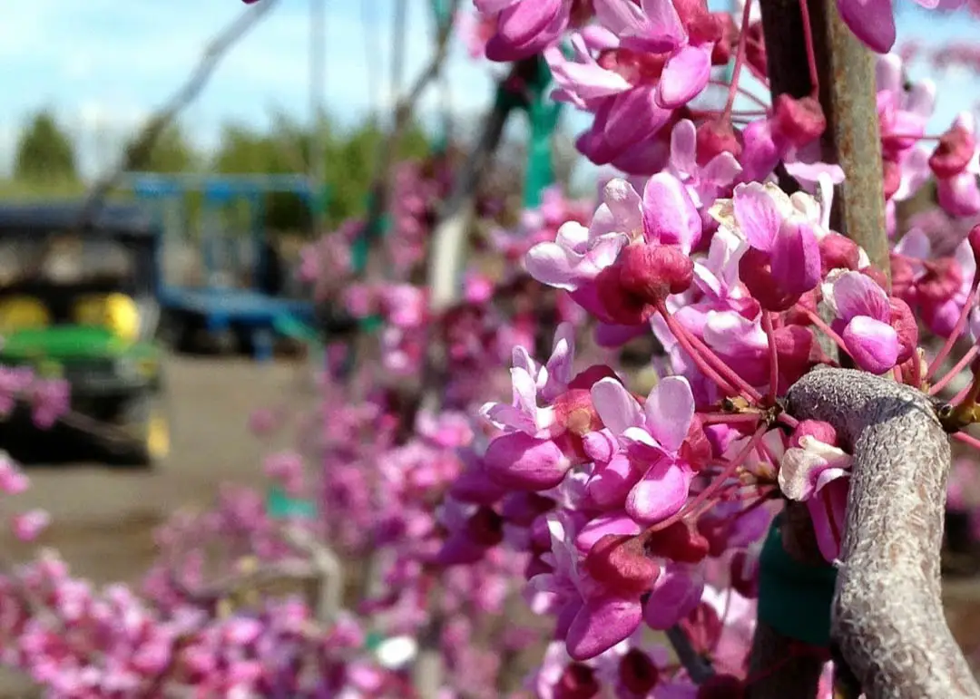 Lavender Twist™ Redbud Tree