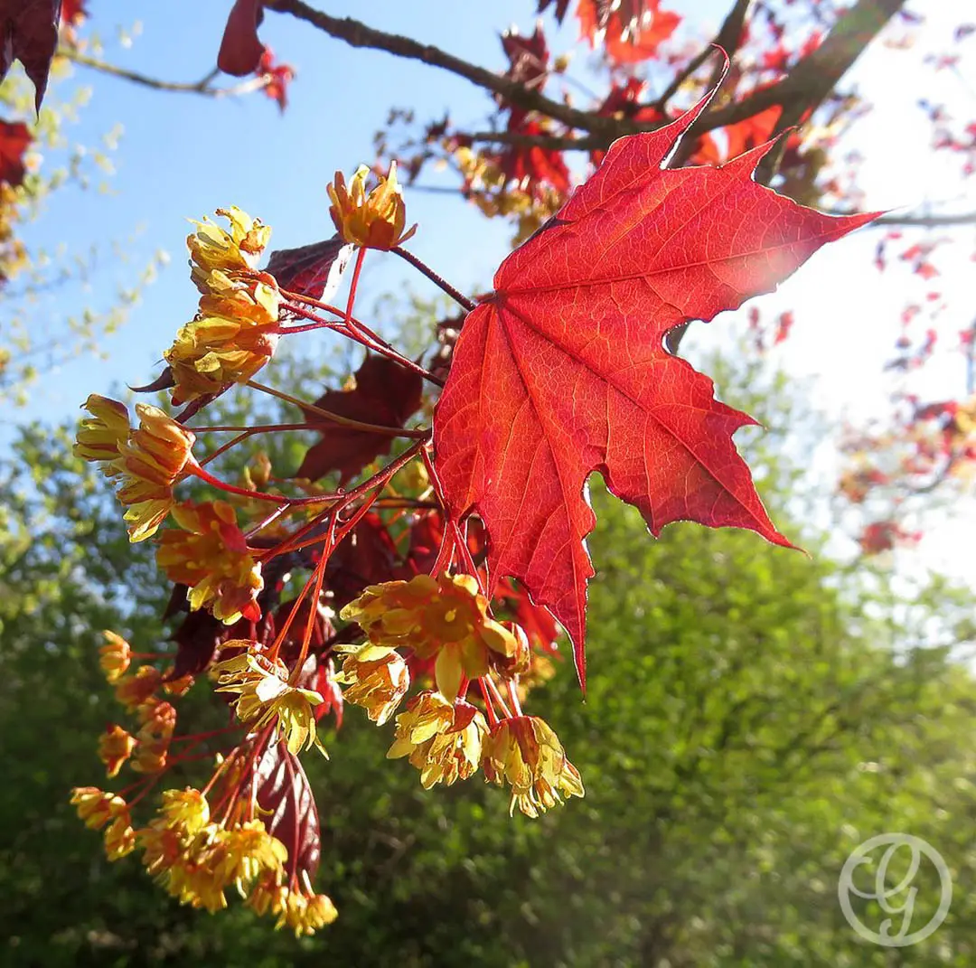 Royal Red Maple Tree