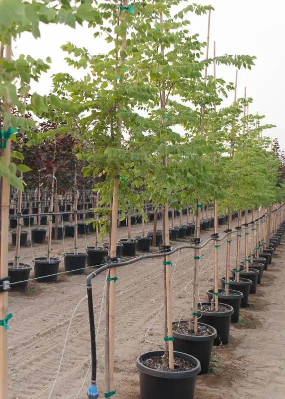 Espresso™ Kentucky Coffee Tree