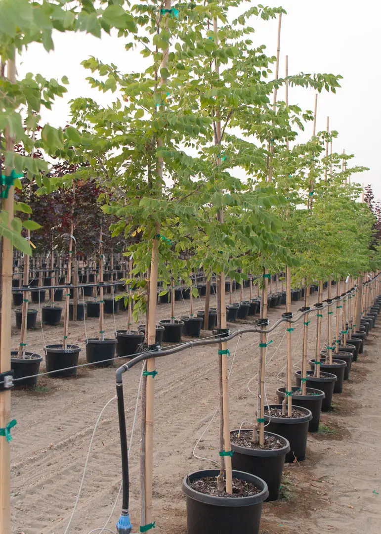 Espresso™ Kentucky Coffee Tree