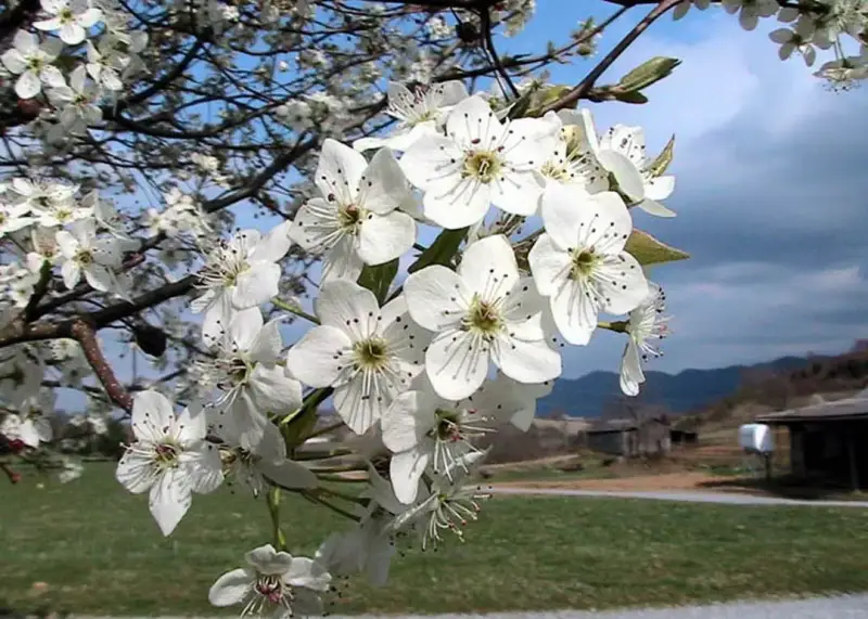 New Bradford Flowering Pear Tree