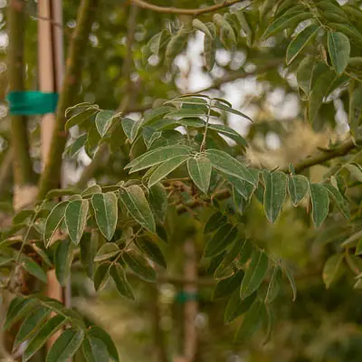 Millstone Japanese Pagoda Tree