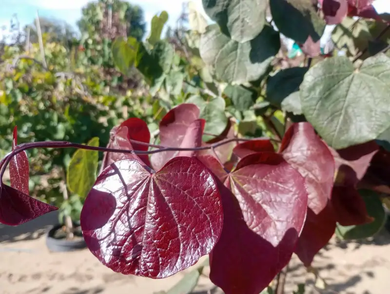 Forest Pansy Redbud