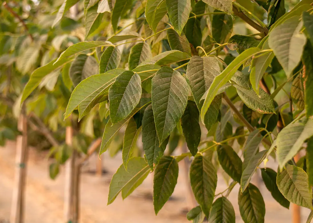 Autumn Purple® White Ash Tree