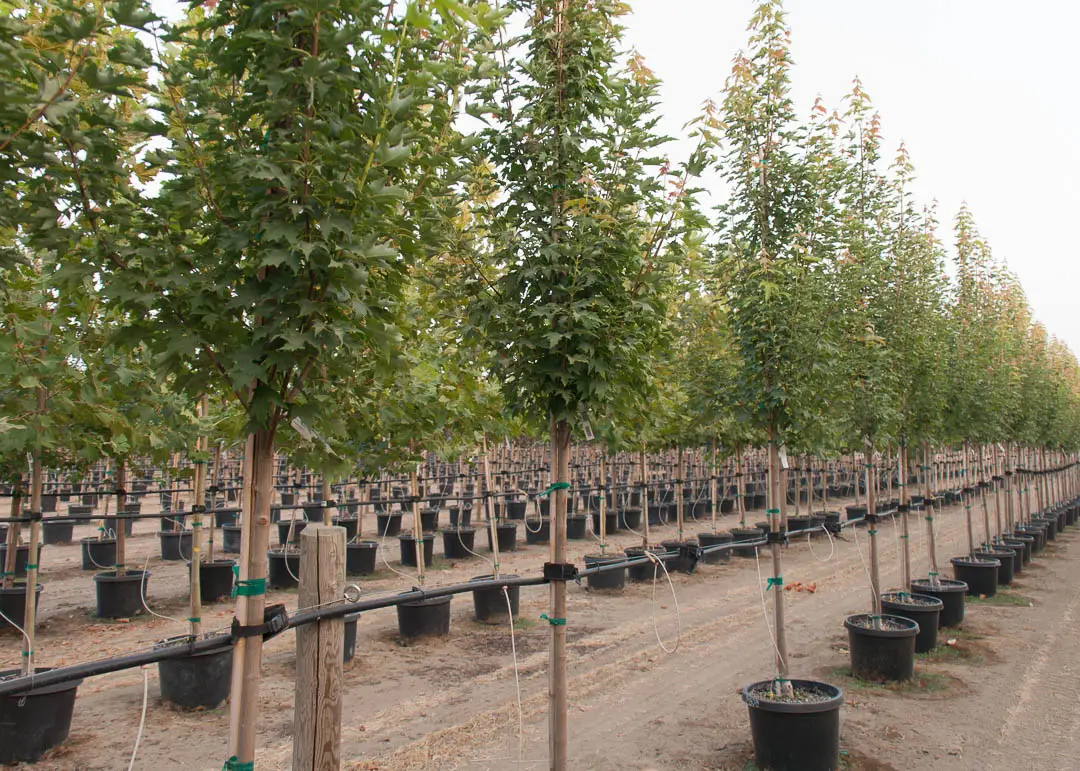 Armstrong Gold® Maple Tree