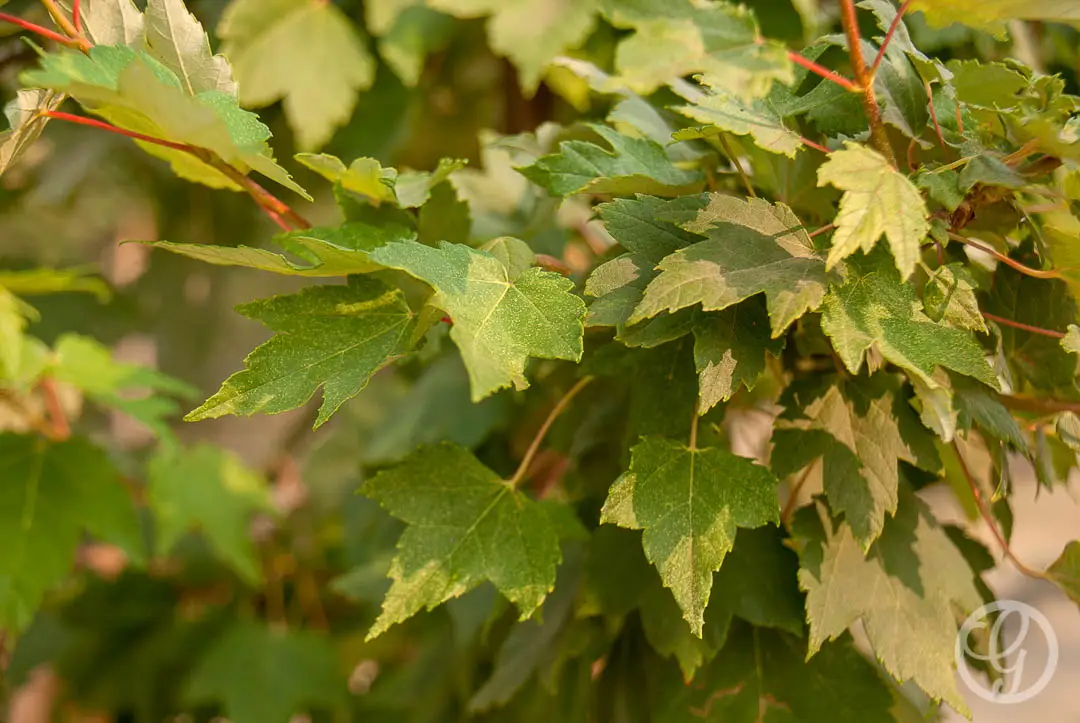 Somerset Red Maple Tree