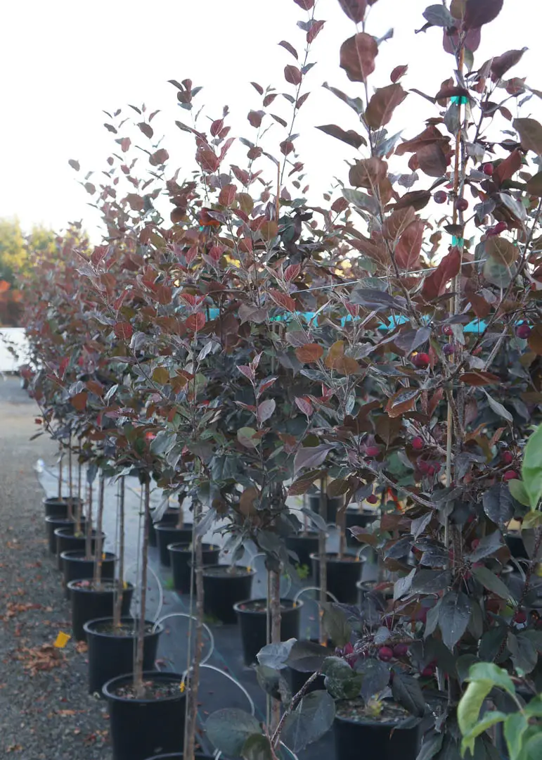 Thunderchild Crabapple Tree