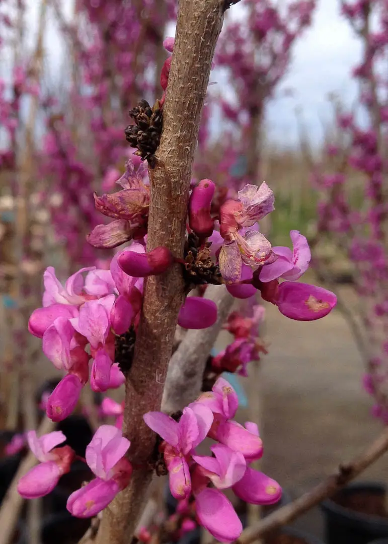 Avondale Chinese Redbud Tree