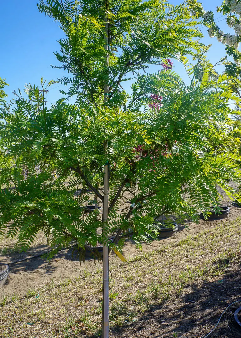 Imperial ® Honeylocust Tree