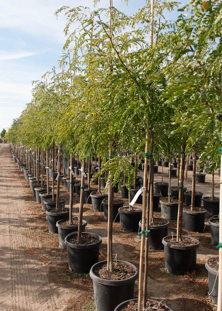 Skyline® Honeylocust p.p.1619